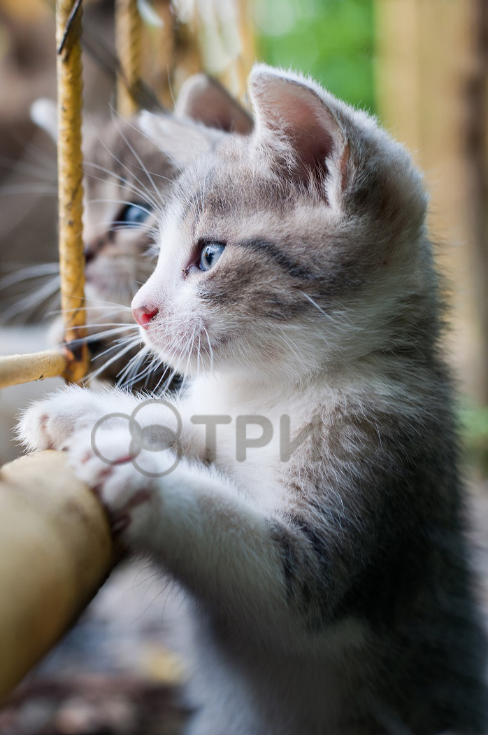 Настінний обігрівач “Кошенята”